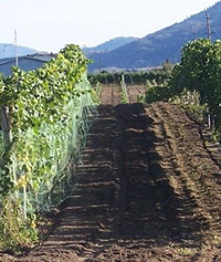 grapes irrigation